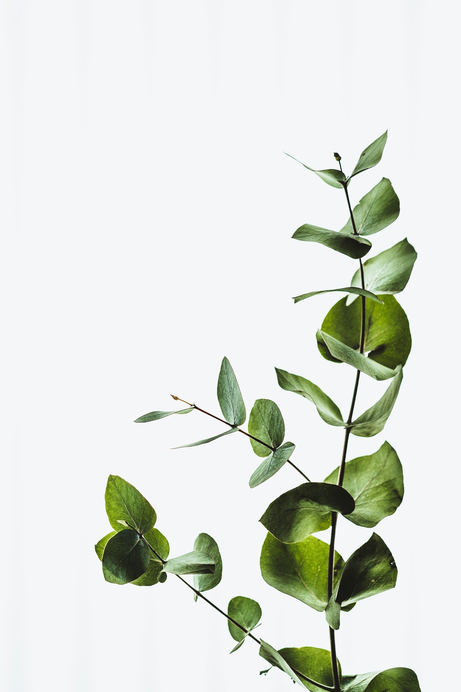 Why Botanical Fantasy Matters for Readers